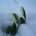 foto vastag 2010