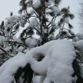 foto vastag 2011