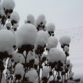 foto vastag 2011