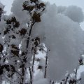 foto vastag 2011