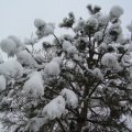 foto vastag 2011