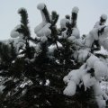 foto vastag 2011
