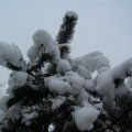 foto vastag 2011