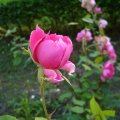 foto vastag 2010