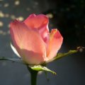 foto vastag 2009