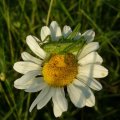 foto vastag 2009