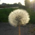 foto vastag 2008