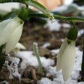 foto vastag 2011