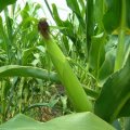 Stenja u prirodi ...Seta a termeszetben
foto vastag 2008