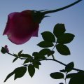 foto vastag 2009