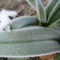 foto vastag 2009