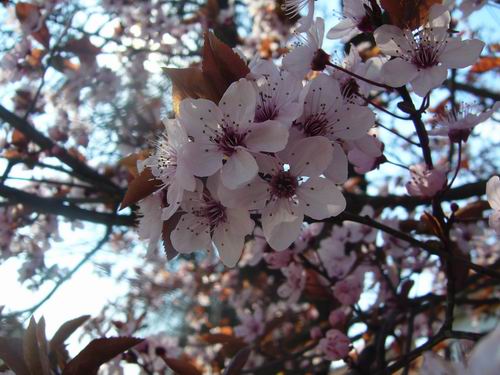 Prolece 2008 Tavasz
vastag