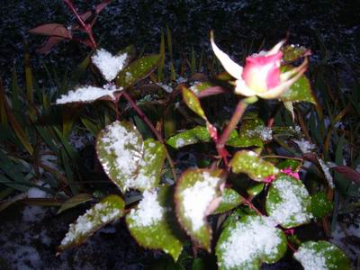 Sneg - Ho
Foto Vastag