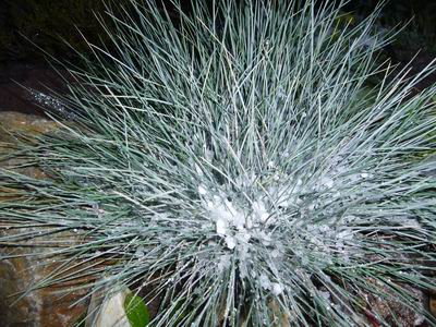 Sneg - Ho
Foto Vastag